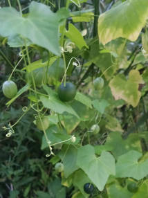 Climbing cucumber