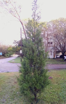 Eastern redcedar