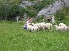 Sheep in Sandhåland