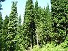 Cedars on the Redwood Trail