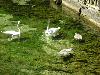 Geese and goslings at Vrelo Bosne