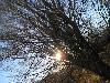 Sun shining through tree branches in Fountain, Colorado